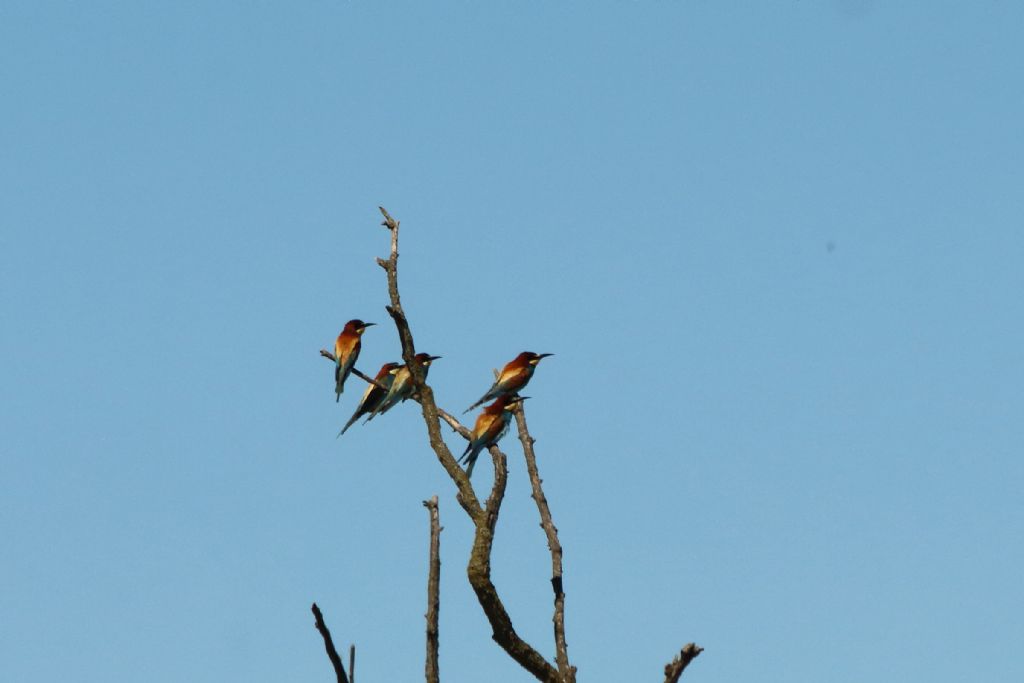 Gruccioni (Merops apiaster)